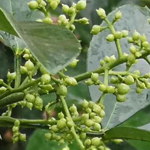 大竹县青花椒苗