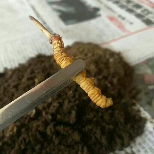 拉萨 西藏新鲜的虫草需要的下单