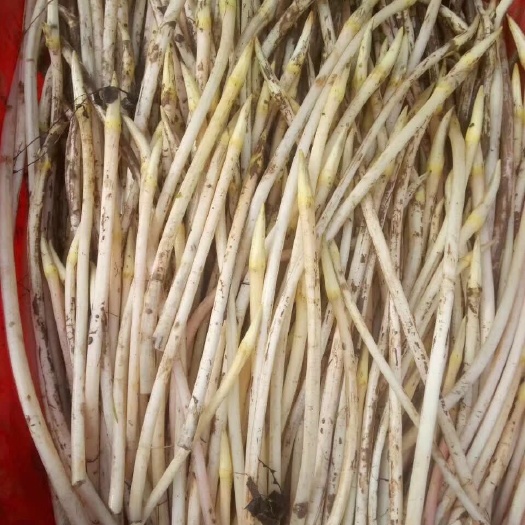 鄂州香莲藕带 95%尖子，随行就市，长期合作者，价格可详谈。