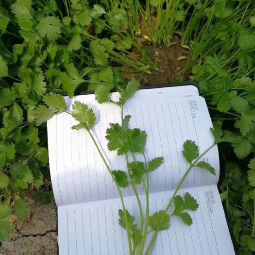 安瑟米香菜种子，耐热耐寒，发芽快，速生，香味浓郁