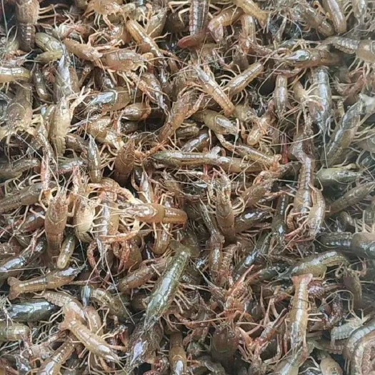淮安 优质种虾苗