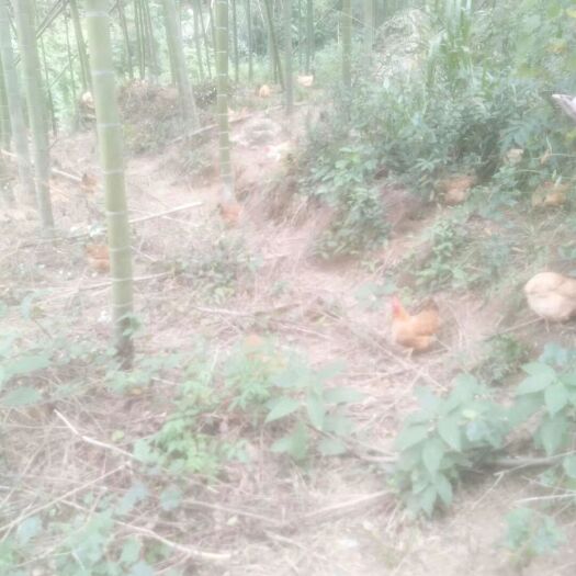 株洲土鸡蛋 食用 简包装