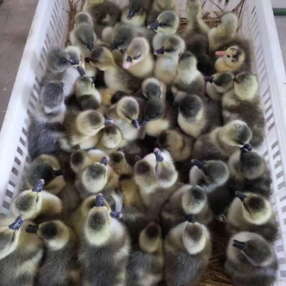 皖西白鹅鹅苗