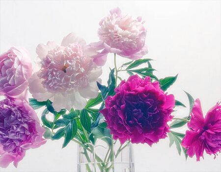 平邑县赤芍 0.5米以下 2cm以下