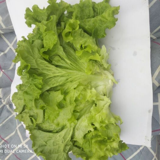 花叶生菜 7~8两 