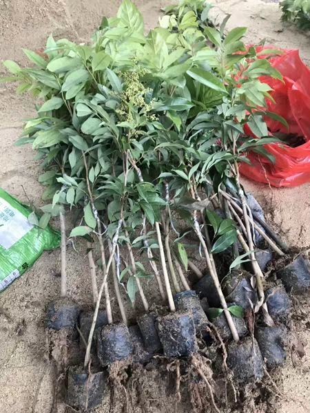灵山县 无核桂味妃子笑荔枝苗树嫁接荔枝树大苗四季南方荔枝树苖当年结果