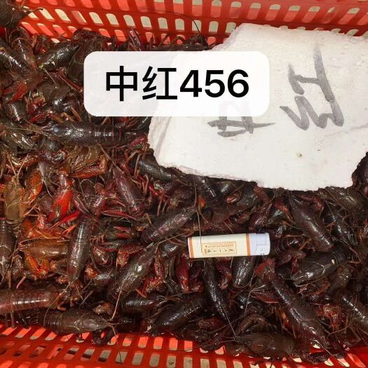  基地直销优质清水小龙虾包邮的
