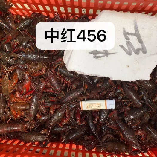 岳阳县 基地直销优质清水小龙虾包邮的