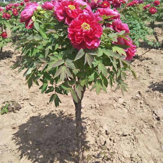 菏泽岛锦牡丹 0.5~1米 2~4cm 4cm以下