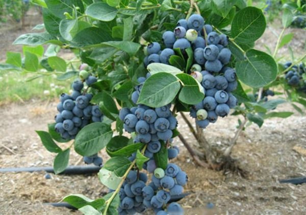 平邑县兔眼蓝莓苗