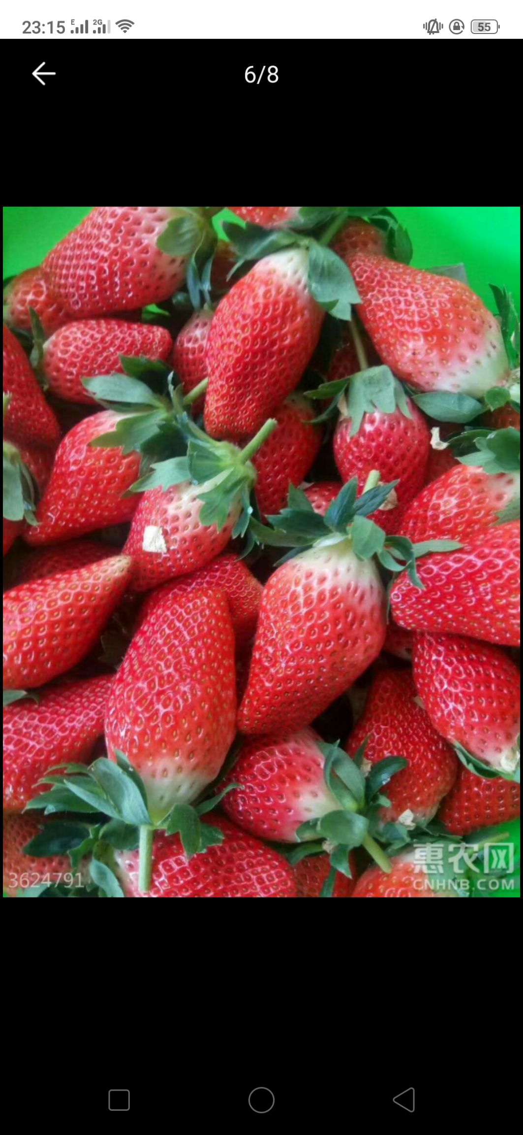 蒙特瑞草莓 20克以上
