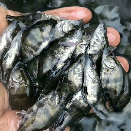  大规格桂鱼苗