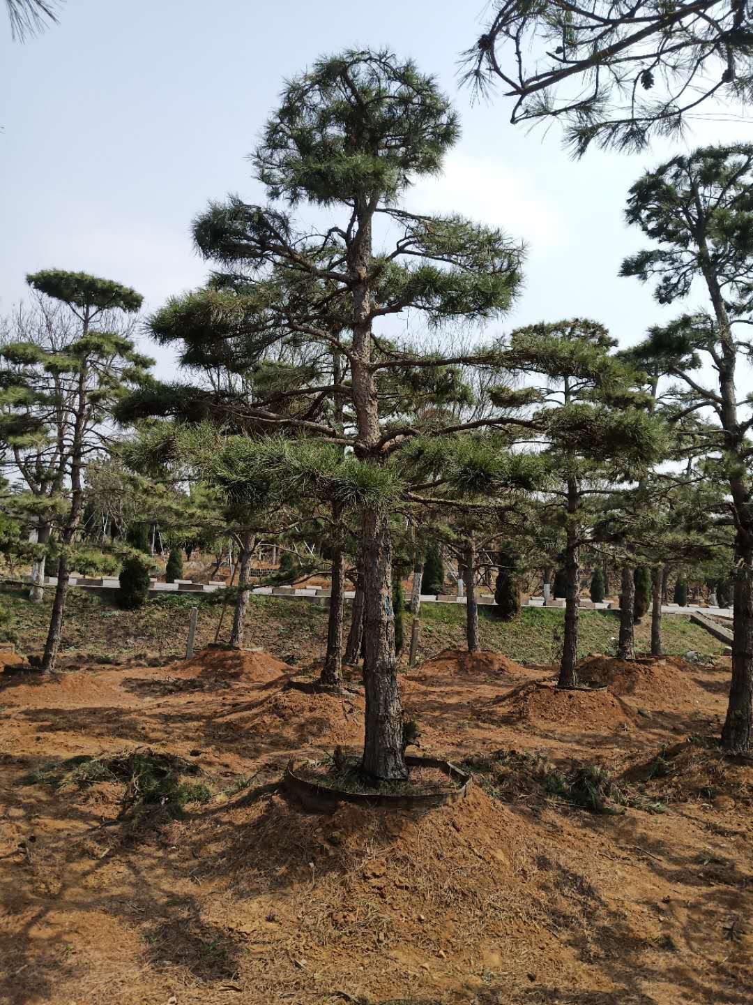 造型油松