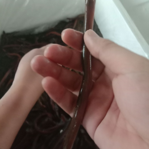 清远花鳝苗