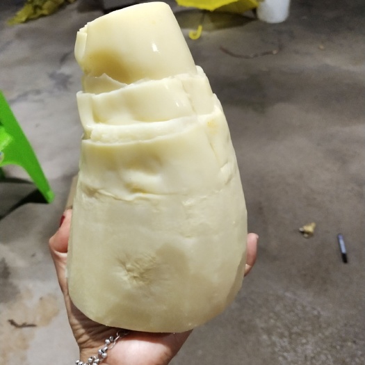 漳浦縣麻筍 鮮筍