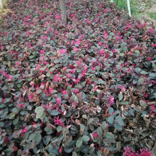 潢川县黑珍珠红继木  10000棵起批床苗