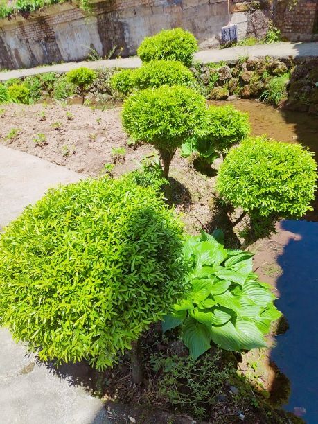 芦山县黄杨球
