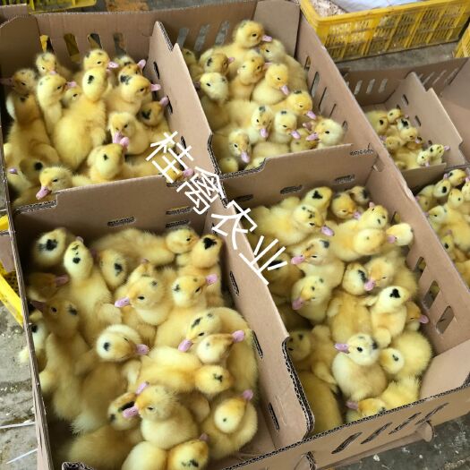 南宁一点头鸭苗
