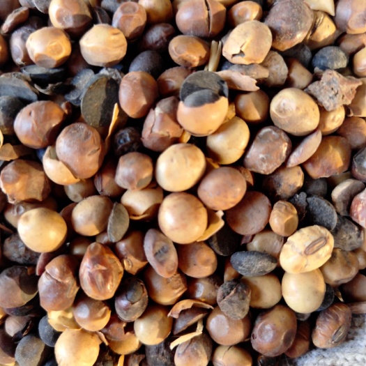 济南黄大豆 熟大豆 4等品