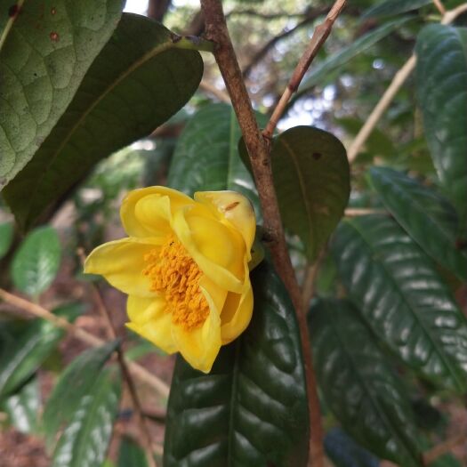广州金花茶 35cm以上