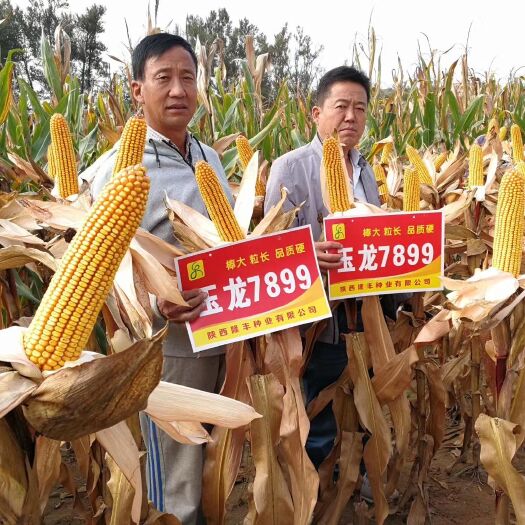 玉龙7899玉米种子  玉龙7899 常规种 ≥90%