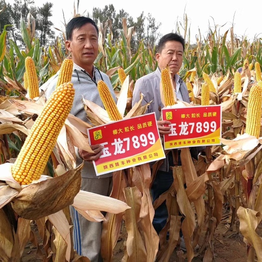 西安玉龙7899玉米种子  玉龙7899 常规种 ≥90%