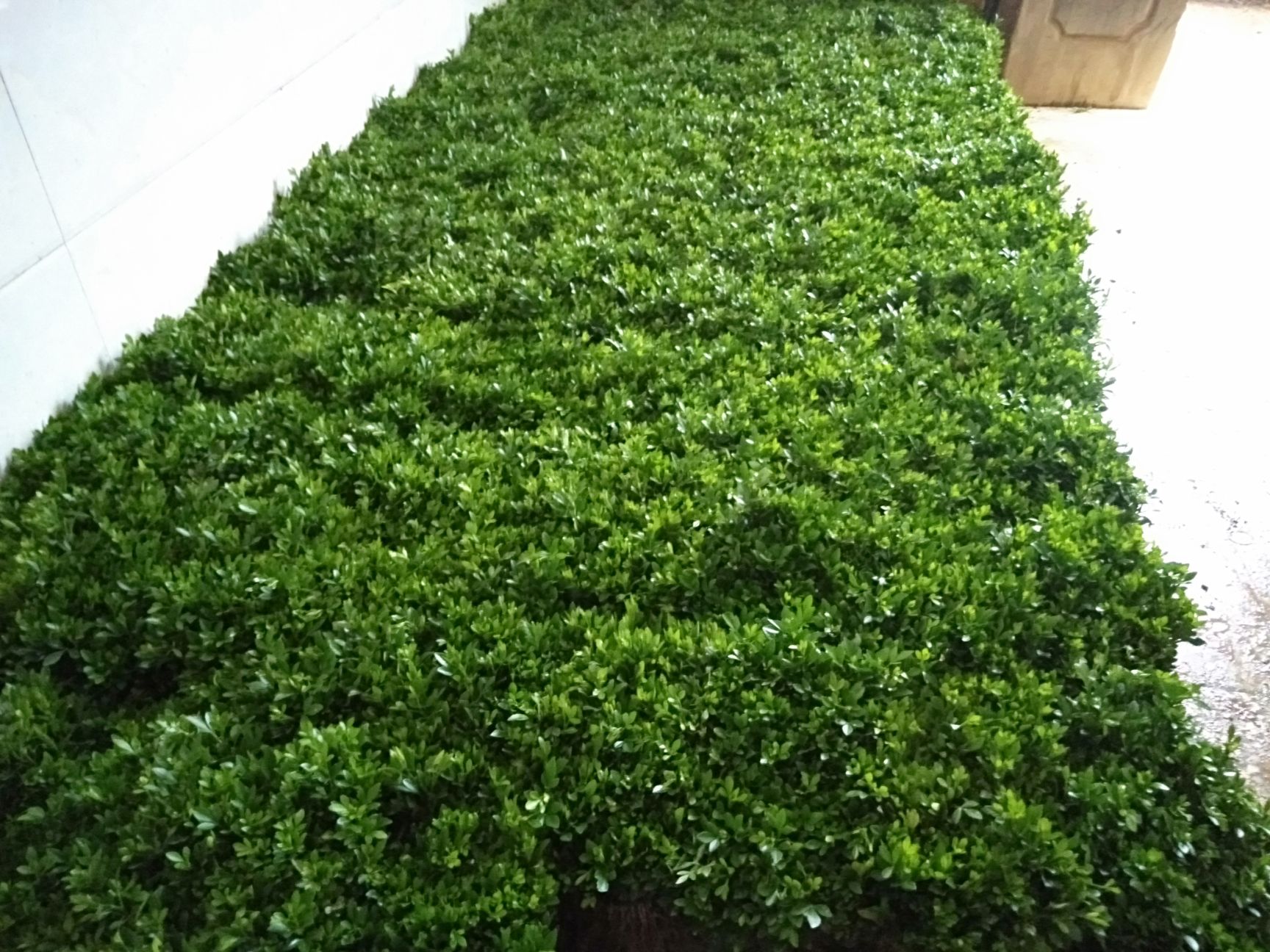 枸橘苗  积壳小苗包邮