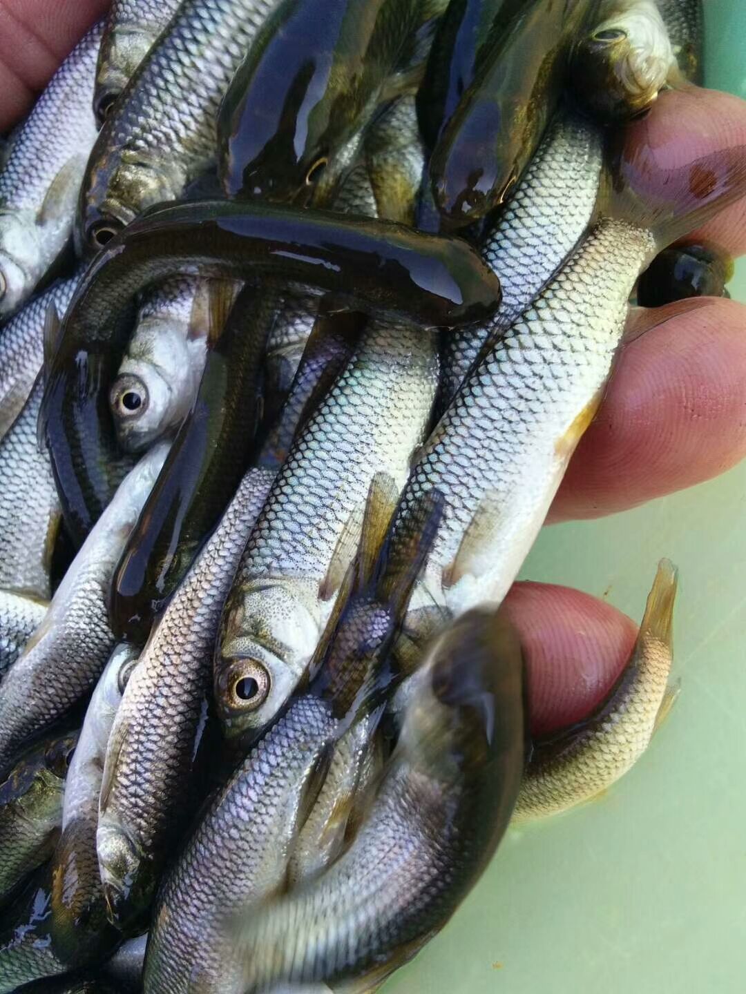草鱼苗