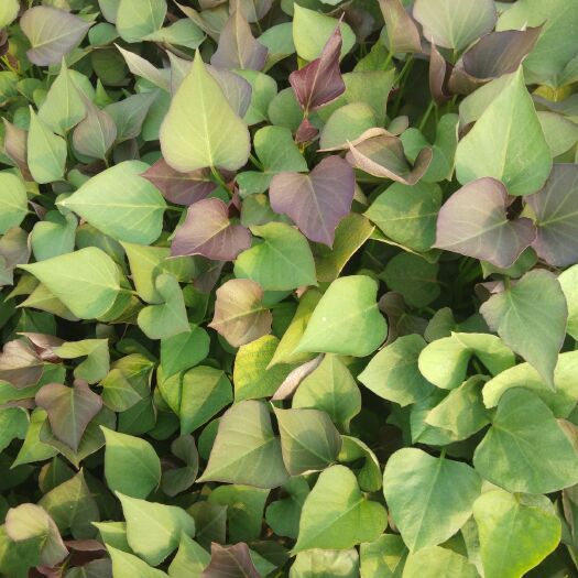 夏津县西瓜红红薯苗 小赵育苗基地，西瓜红薯苗
