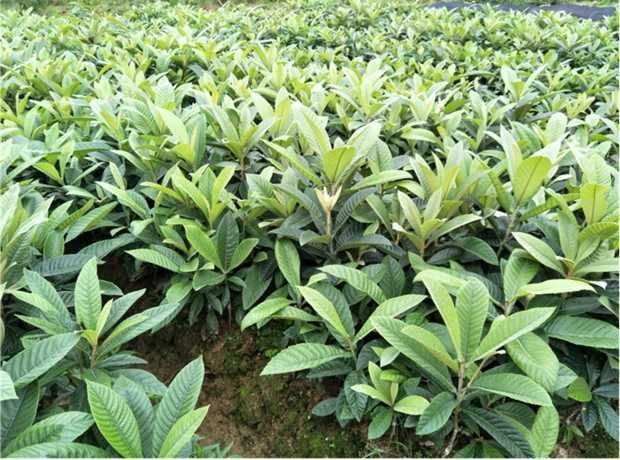 灵山县白沙枇杷苗