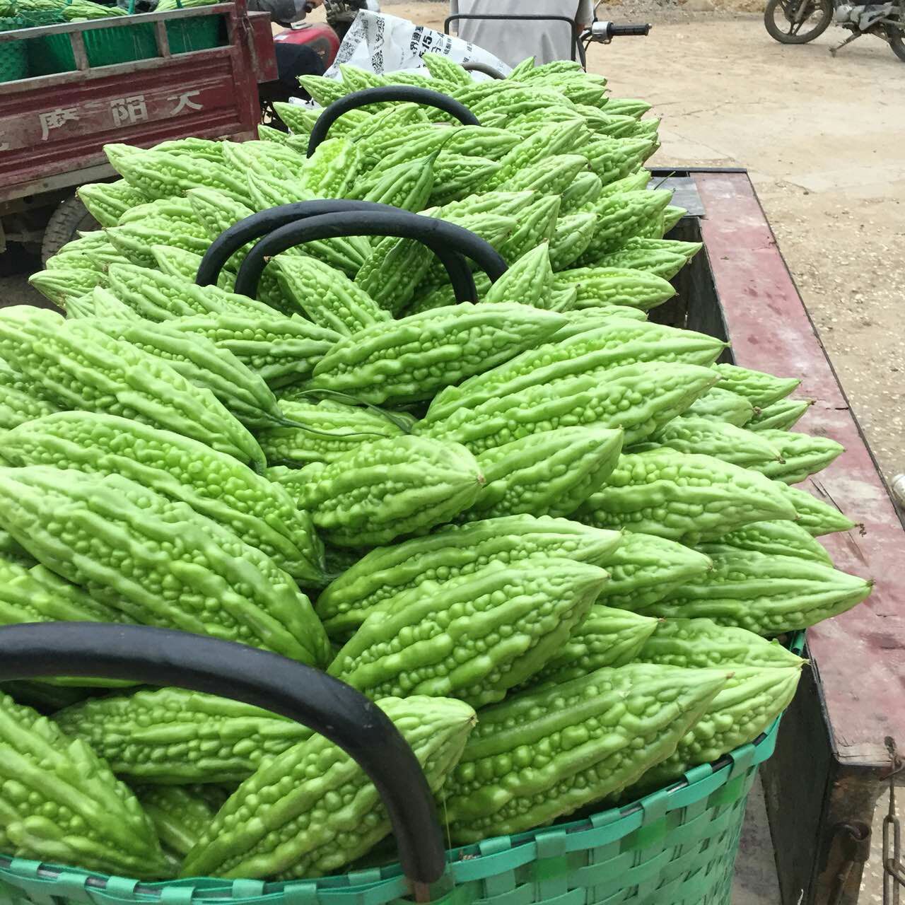 珍珠苦瓜 30~40cm