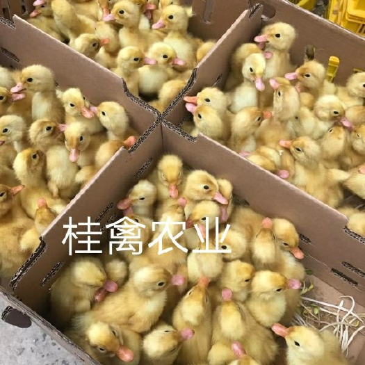 南宁桂柳鸭苗