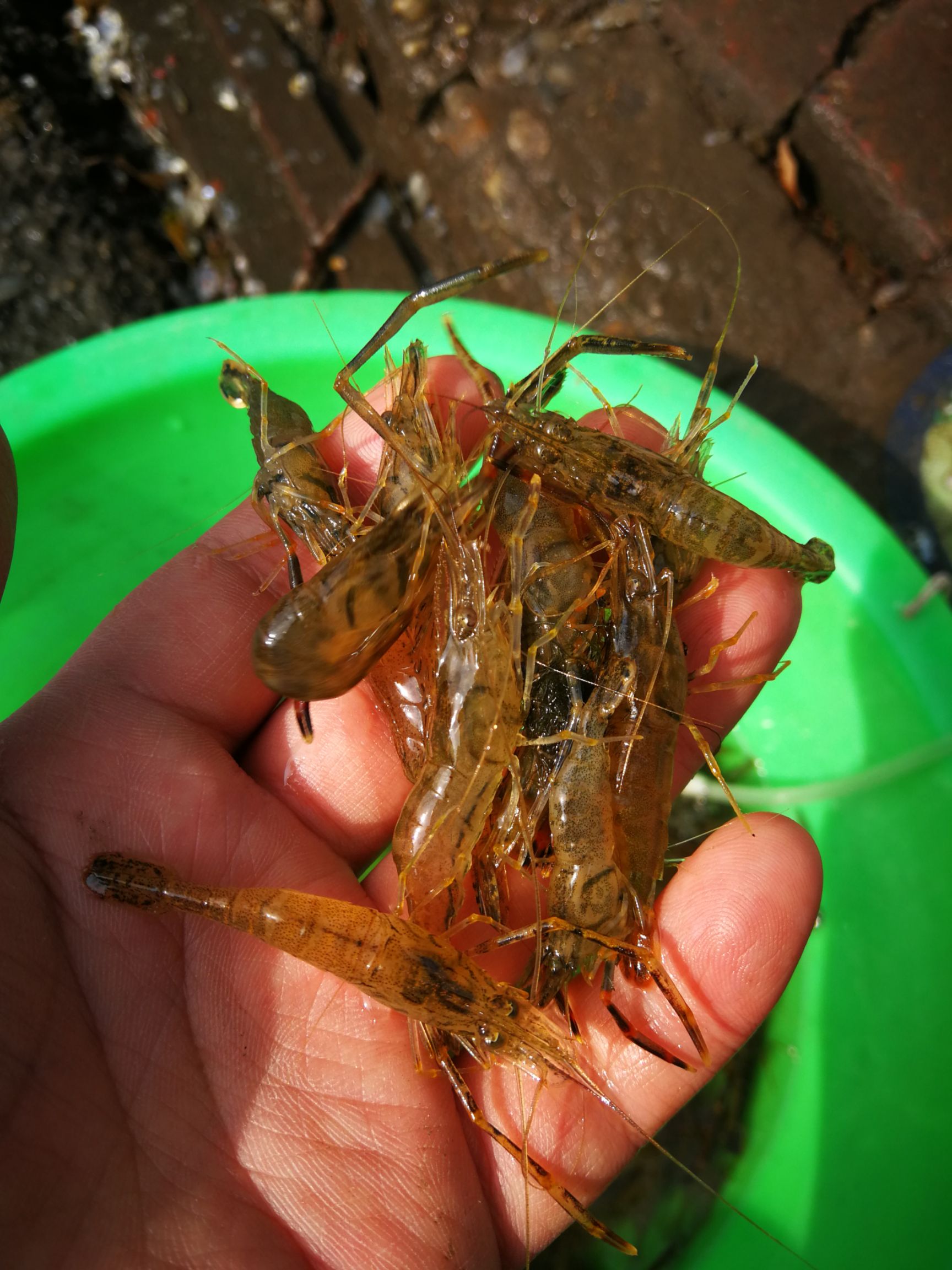河虾