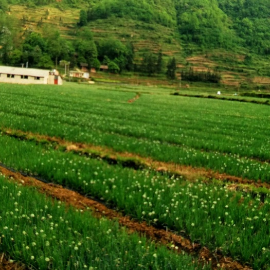 织金县小香葱