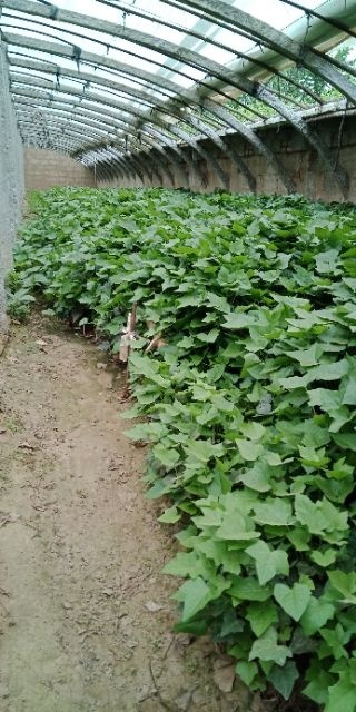 泰安青叶常青藤