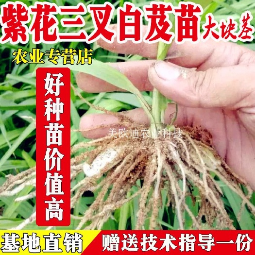 昆明 云南(白芨苗)大块茎/基地直销