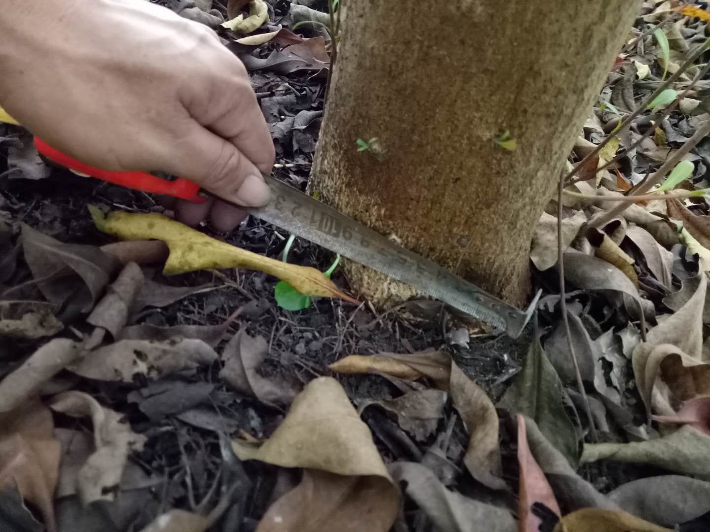 金蒲桃 原产澳洲，花期长花黄色鲜艳夺目