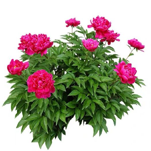 平邑县美丽芍药 1~1.5米 2~4cm
