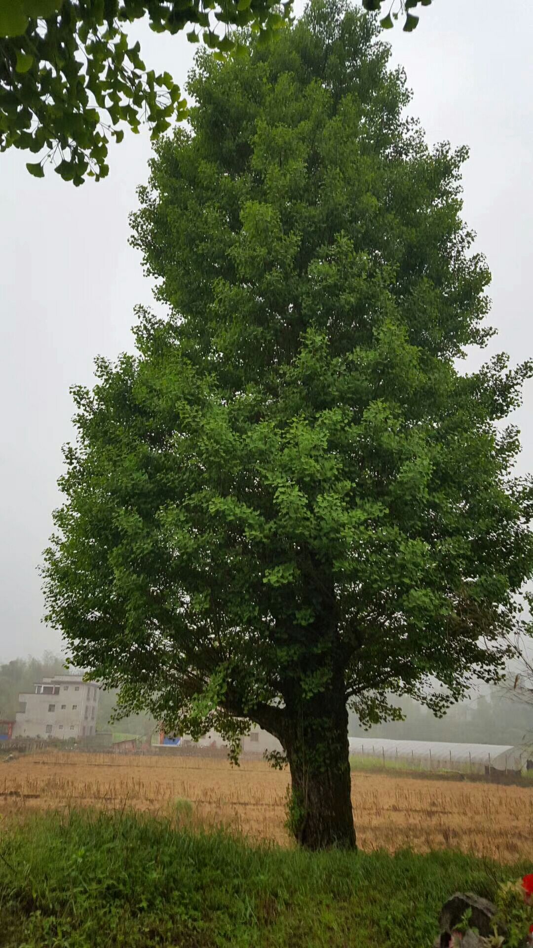 桂花树