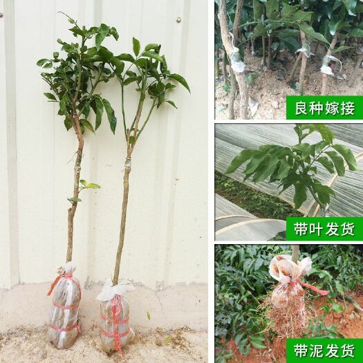 灵山县无核黄皮果苗 酸酸甜甜带土发货