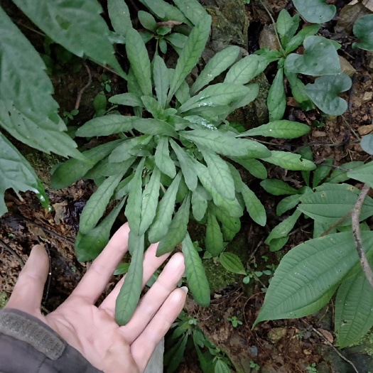 清远白花地胆头白背草