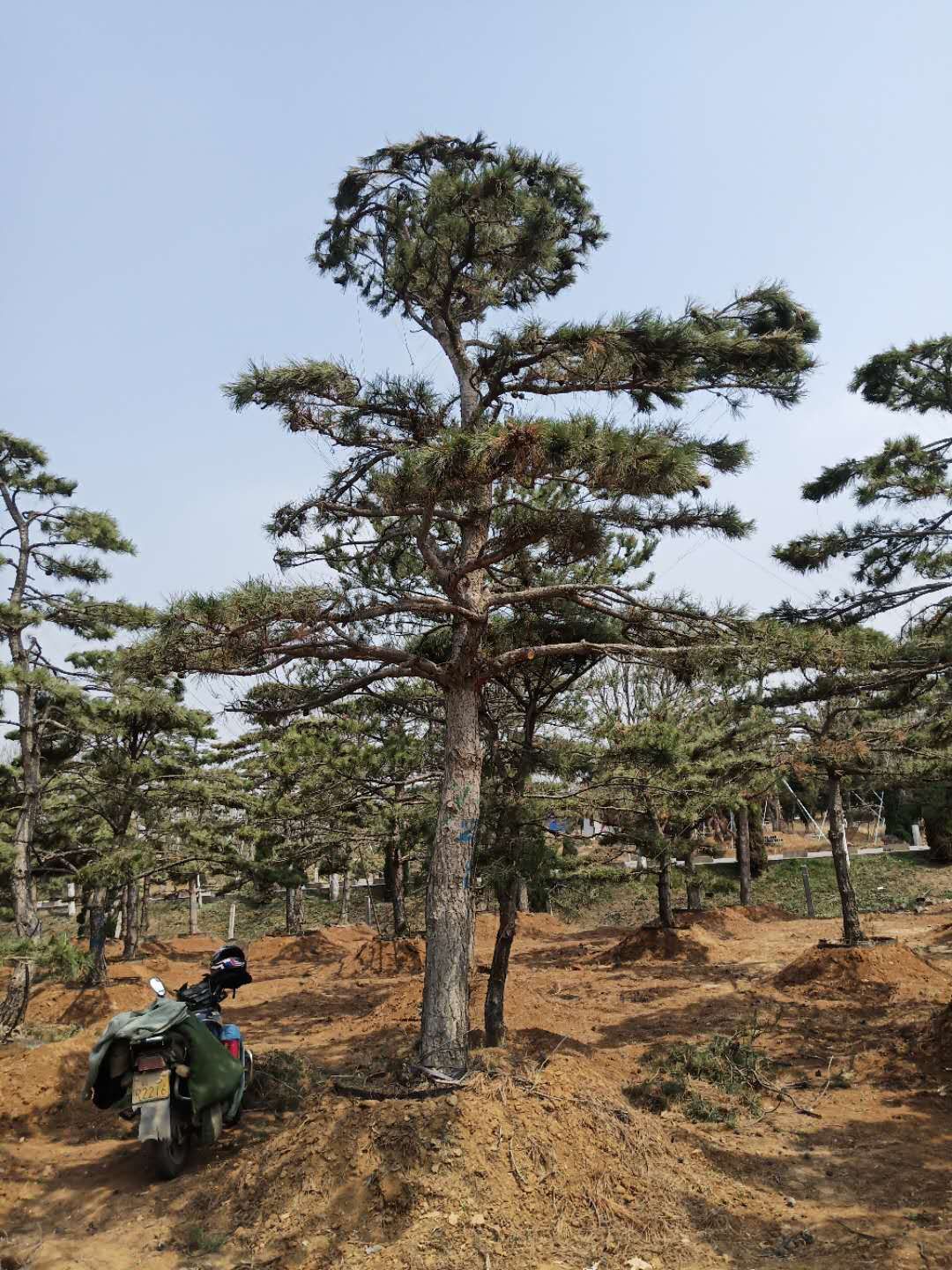 造型油松