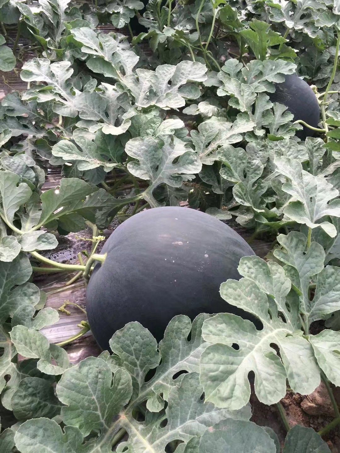 [黑皮西瓜批发]黑皮无籽西瓜 10斤打底 8成熟 1茬 无籽价格1元/斤 - 