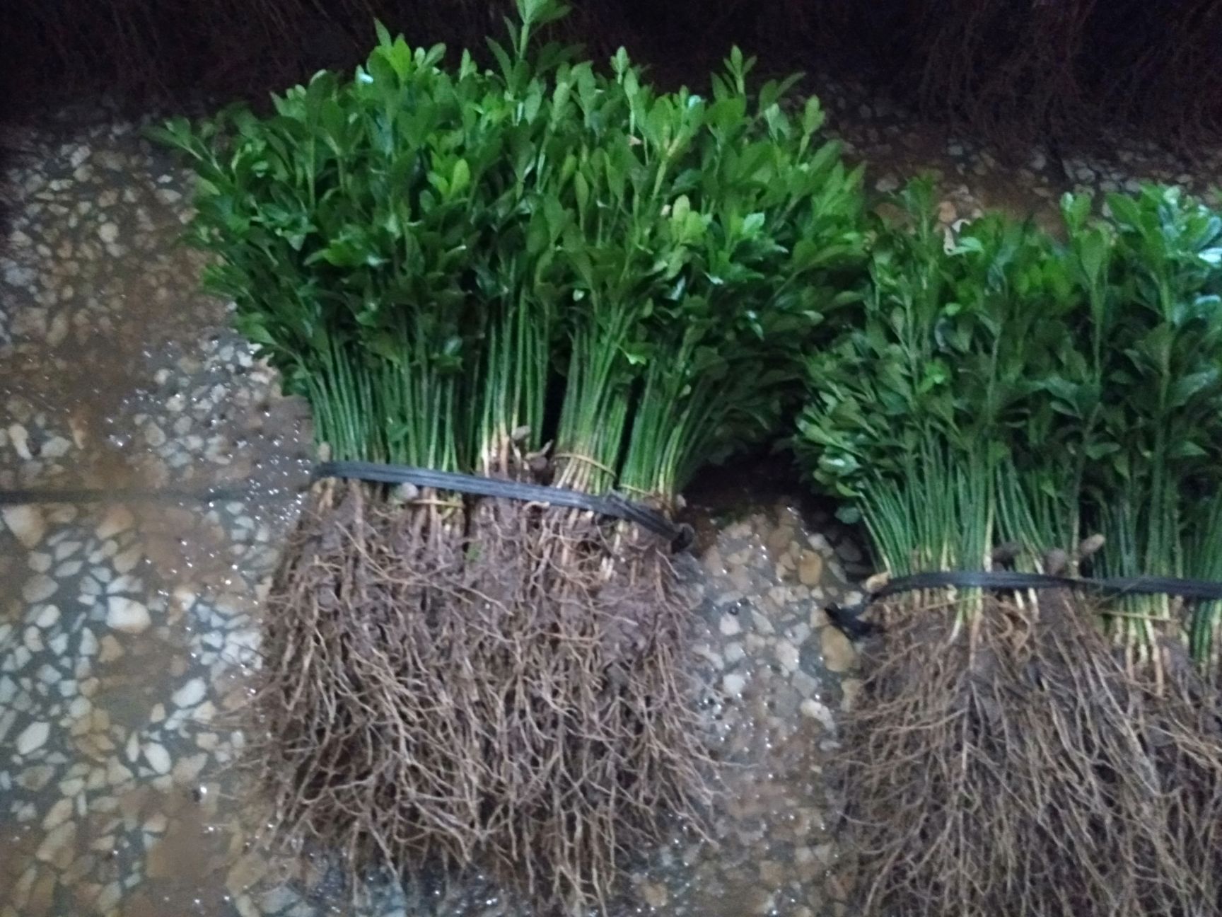 枸橘苗  积壳小苗包邮