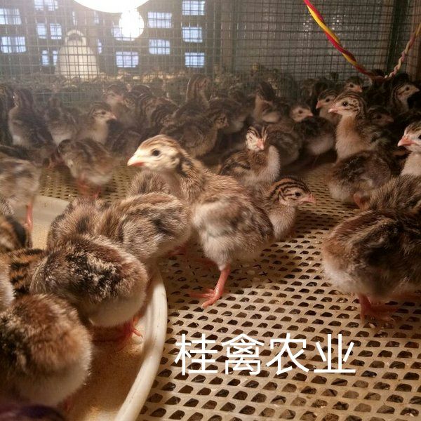 珍珠鸡苗