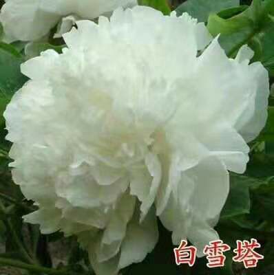 菏泽观赏牡丹 0.5米以下 2cm以下 4cm以下