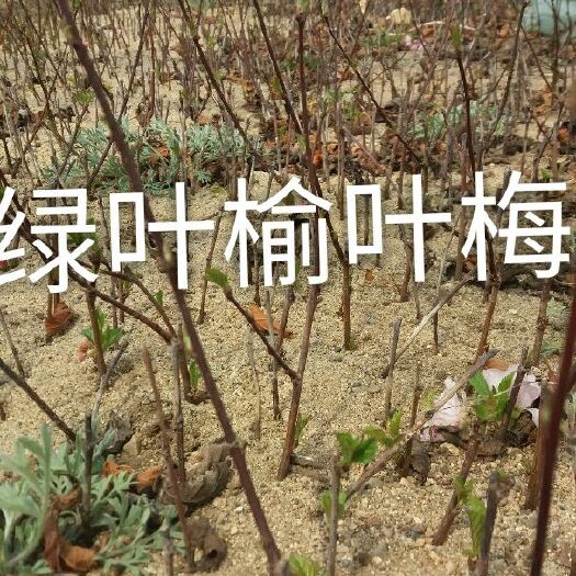 榆叶梅