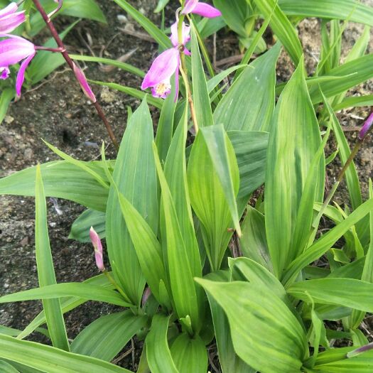 旬阳市紫花白芨苗