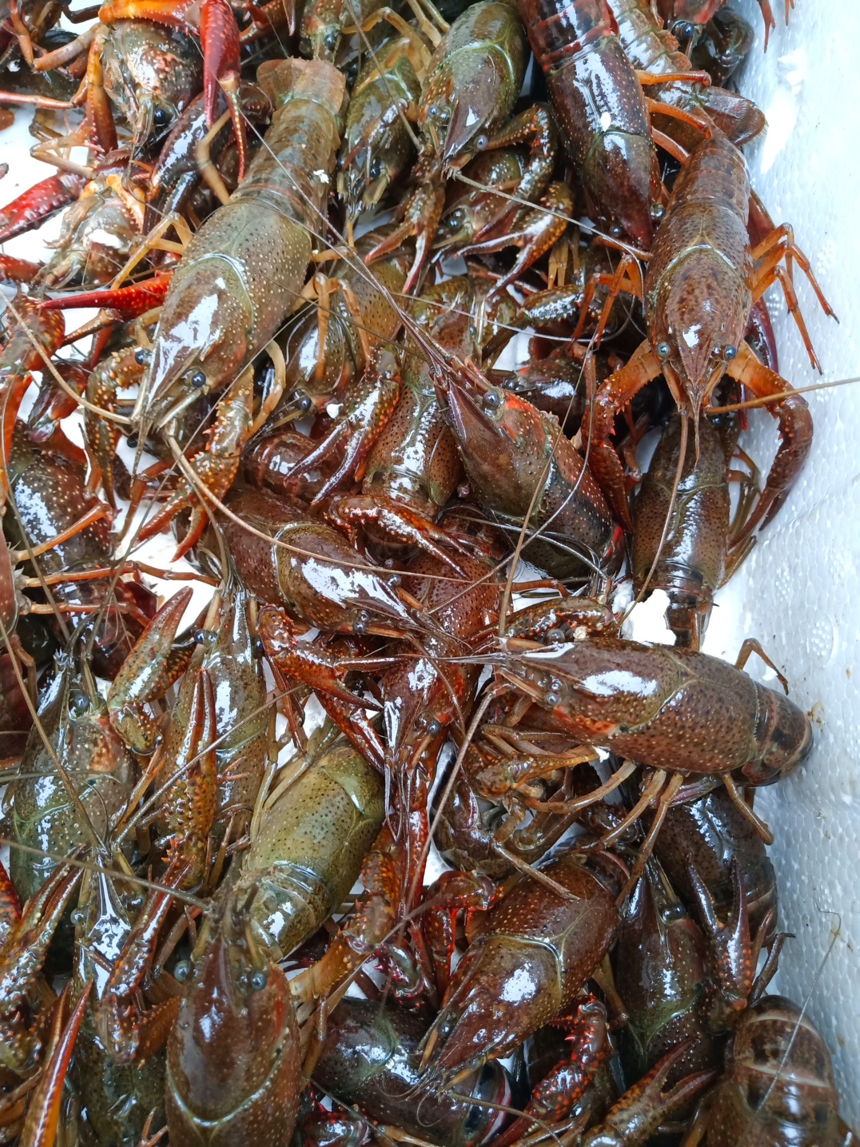 中国小龙虾品种图片