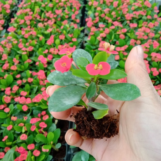 广州铁海棠